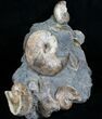 Hoploscaphites Ammonite Multiple Display #6101-1